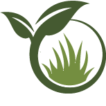 Strive Calathea Planting