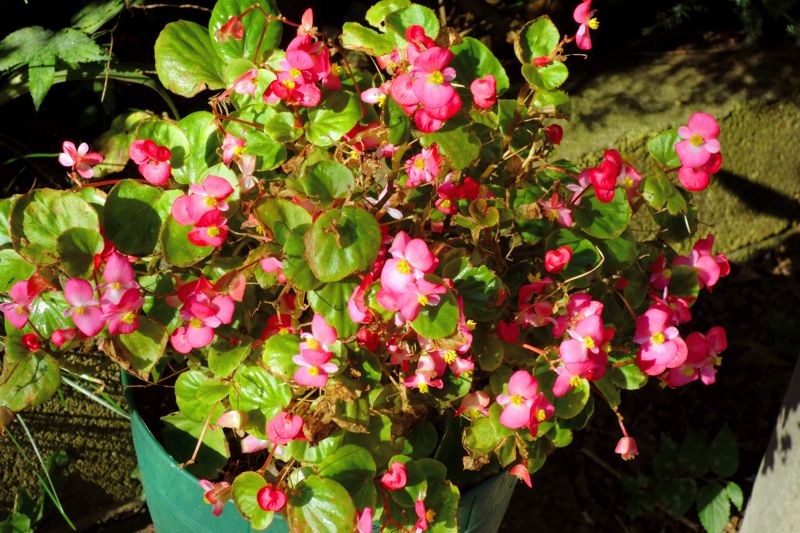 Calathea Planting detail