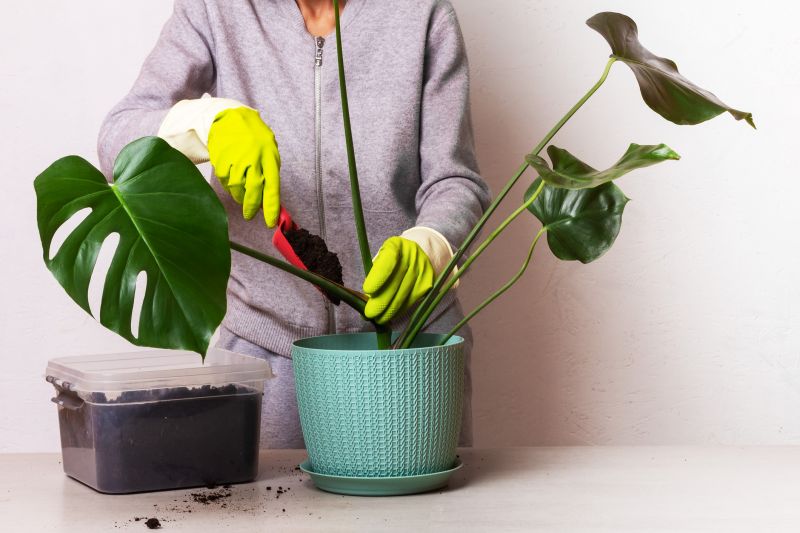 Calathea Planting detail